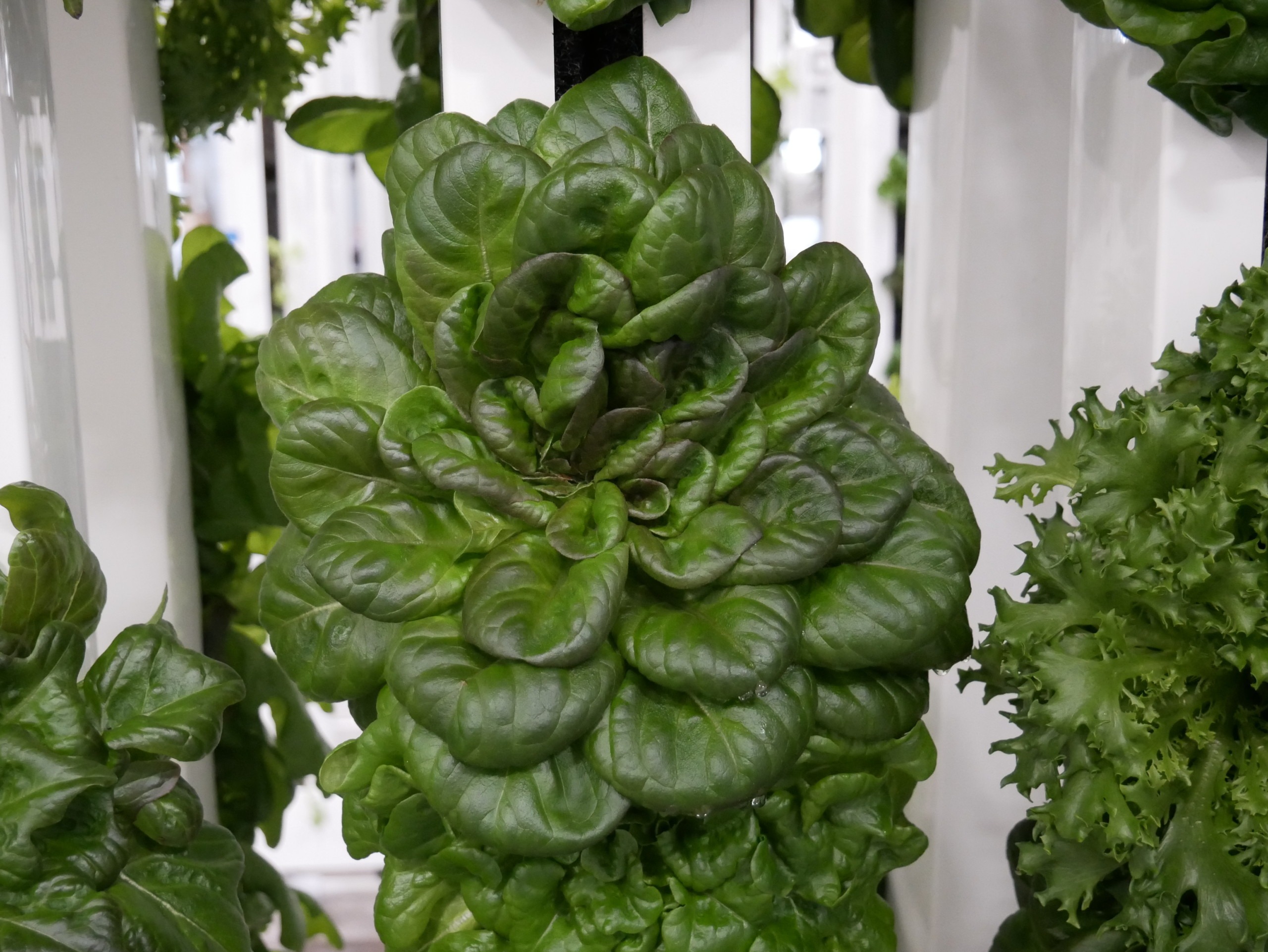 lettuce growing in hydroponic tower