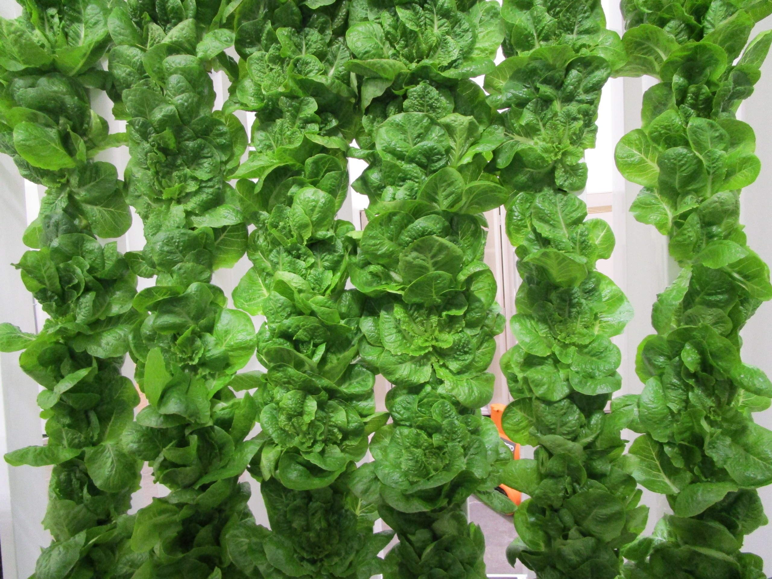 greens growing vertically